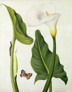 Calla Aethiopica pillangóval és hernyóval (wc és gouache ceruzával, pergamen)